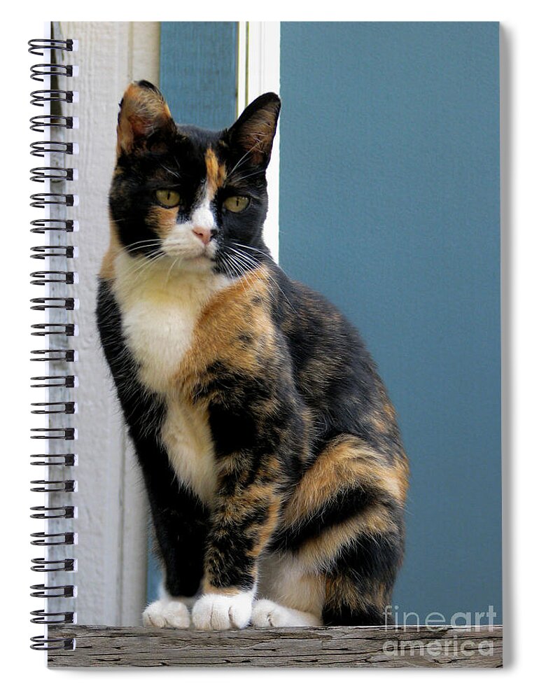 Cat Spiral Notebook featuring the photograph The Art Of Watching by Rory Siegel