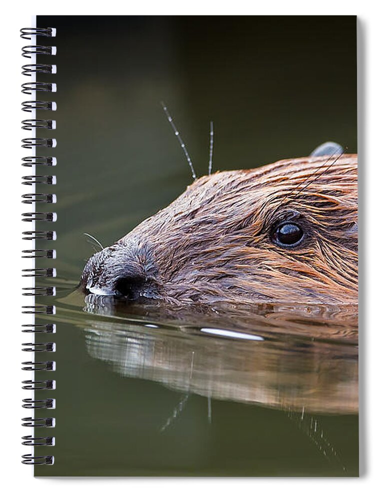 Beaver Spiral Notebook featuring the photograph The Beaver by Bill Wakeley