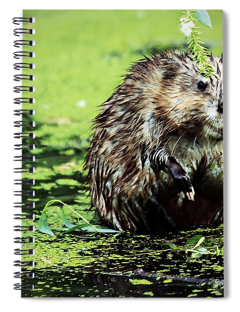 Beaver Spiral Notebook featuring the photograph The beaver with the attitude by Elizabeth Winter
