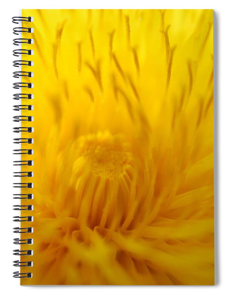 Dandelion Spiral Notebook featuring the photograph The Detail IS in the Dandelion by Kathy Paynter