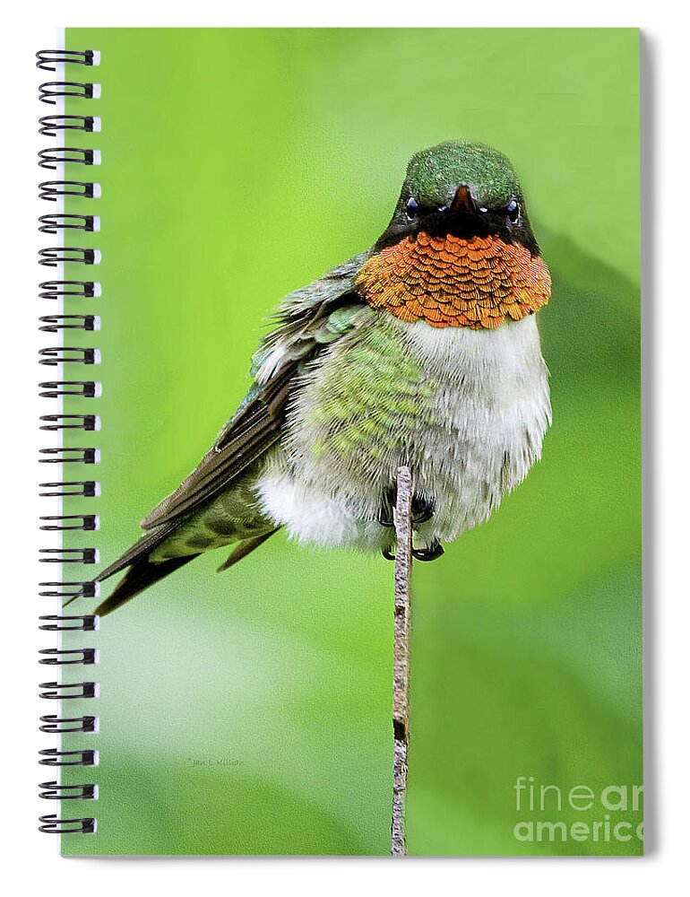 Hummingbird Spiral Notebook featuring the photograph The Flash by Jan Killian