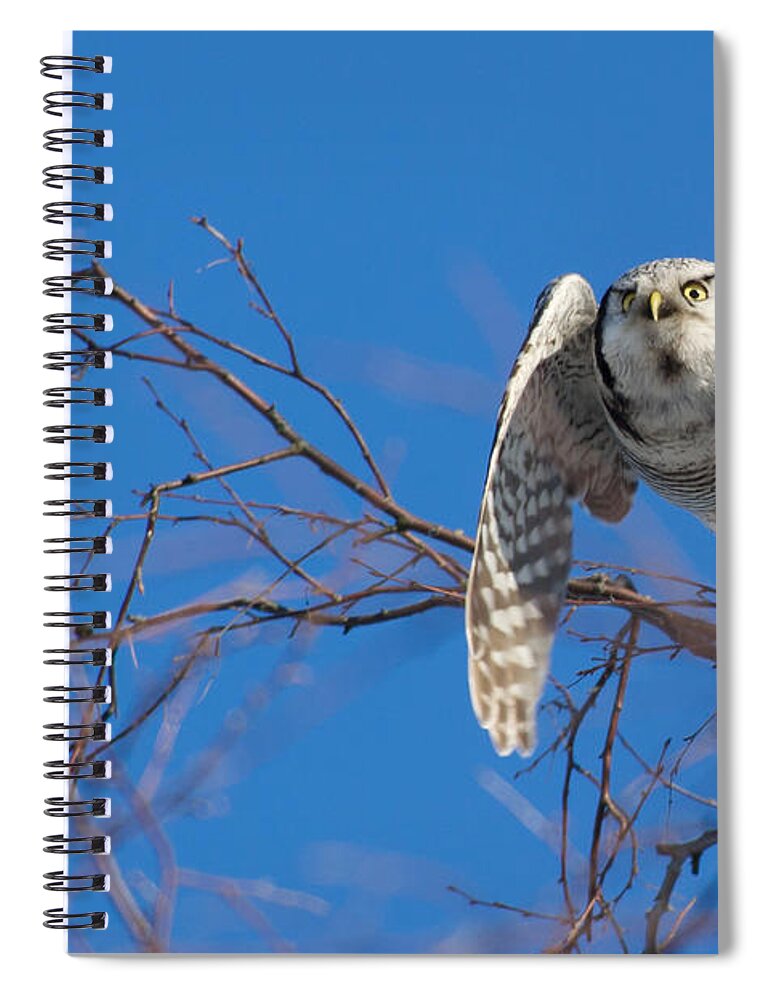 Northern Hawk Owl Spiral Notebook featuring the photograph The flying Northern Hawk Owl by Torbjorn Swenelius