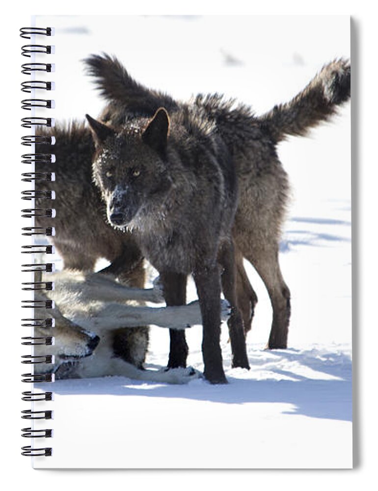 Wolves Spiral Notebook featuring the photograph The Girls by Deby Dixon