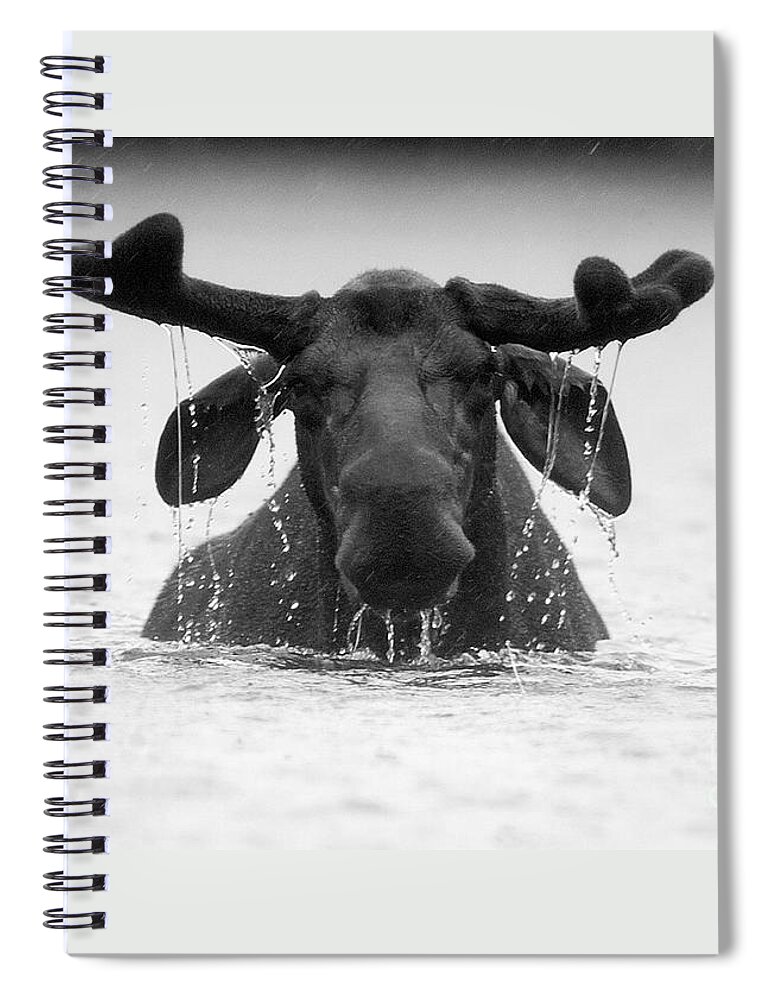 Moose Spiral Notebook featuring the photograph The Goofy Moose by Jane Axman