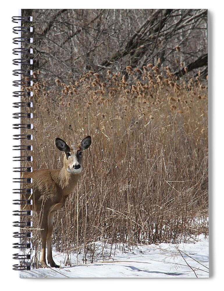 White-tailed Deer Spiral Notebook featuring the photograph The Greeting by Doris Potter