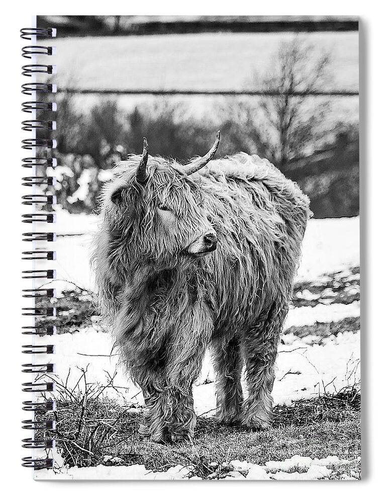 Cow Spiral Notebook featuring the photograph The Highland Cow Black And White by Linsey Williams