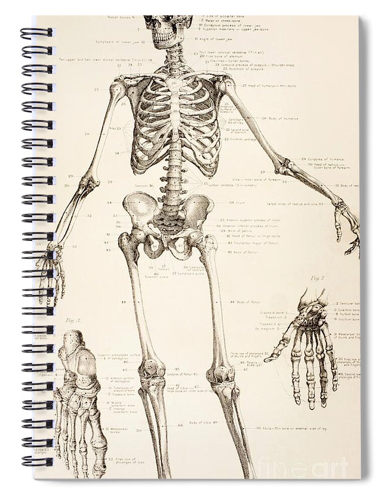 Sketch Human Biology Skeleton System Diagram Stock Vector (Royalty Free)  2347232599 | Shutterstock