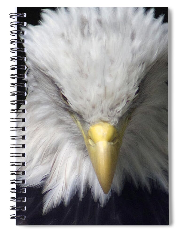 Eagle Spiral Notebook featuring the photograph The incognito by Lily K