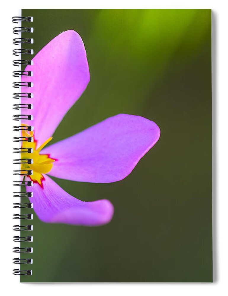 Flower Spiral Notebook featuring the photograph The Joy of Sunrise by Melanie Moraga