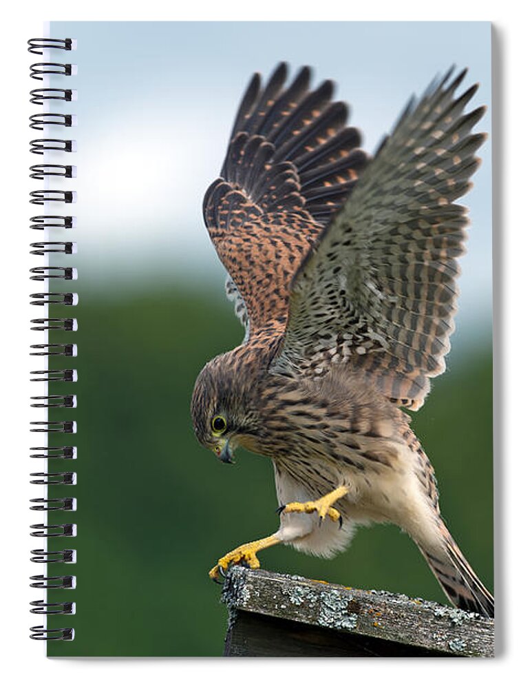 Kestrel Spiral Notebook featuring the photograph The juvenile Kestrels performance by Torbjorn Swenelius