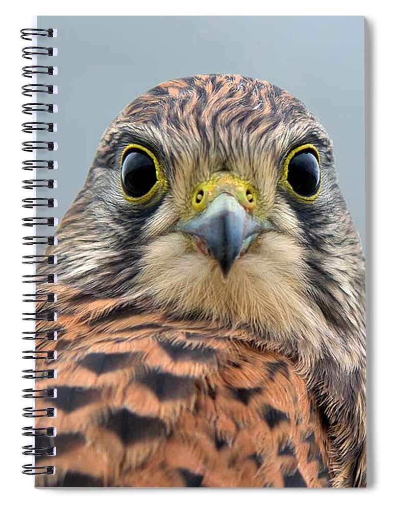Kestrel Spiral Notebook featuring the photograph The Kestrel face to face by Torbjorn Swenelius