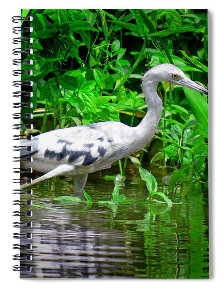 Marsh Spiral Notebook featuring the photograph The Little Blue Heron by Gary Keesler