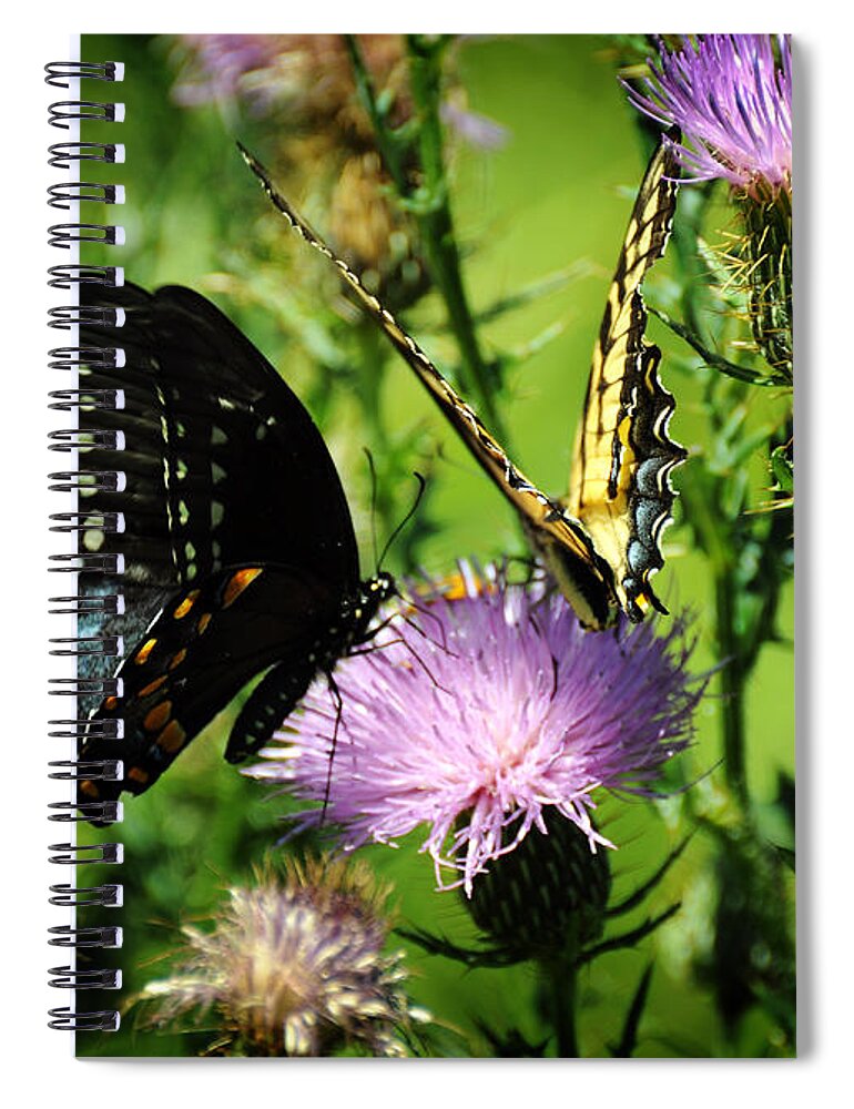 Papilio Glaucus Spiral Notebook featuring the photograph The Nectar Seekers by Rebecca Sherman