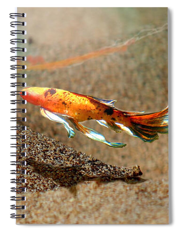 Sand Spiral Notebook featuring the photograph The No2 Koi Illusions by Marcello Cicchini