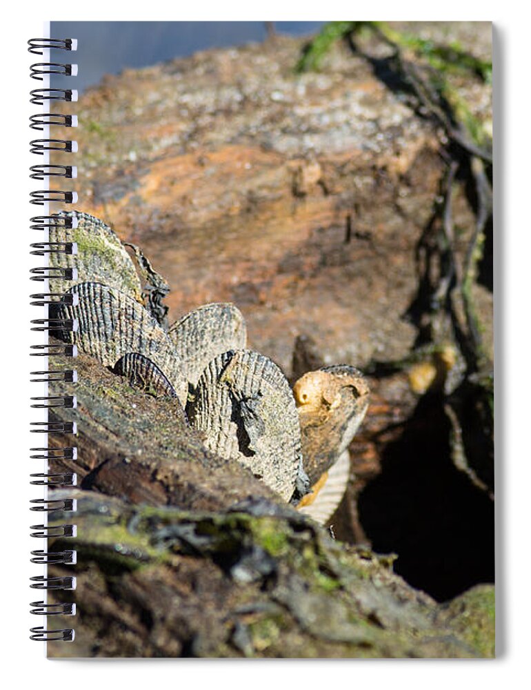 Mussel Shells Spiral Notebook featuring the photograph The Old Pier by Allan Morrison