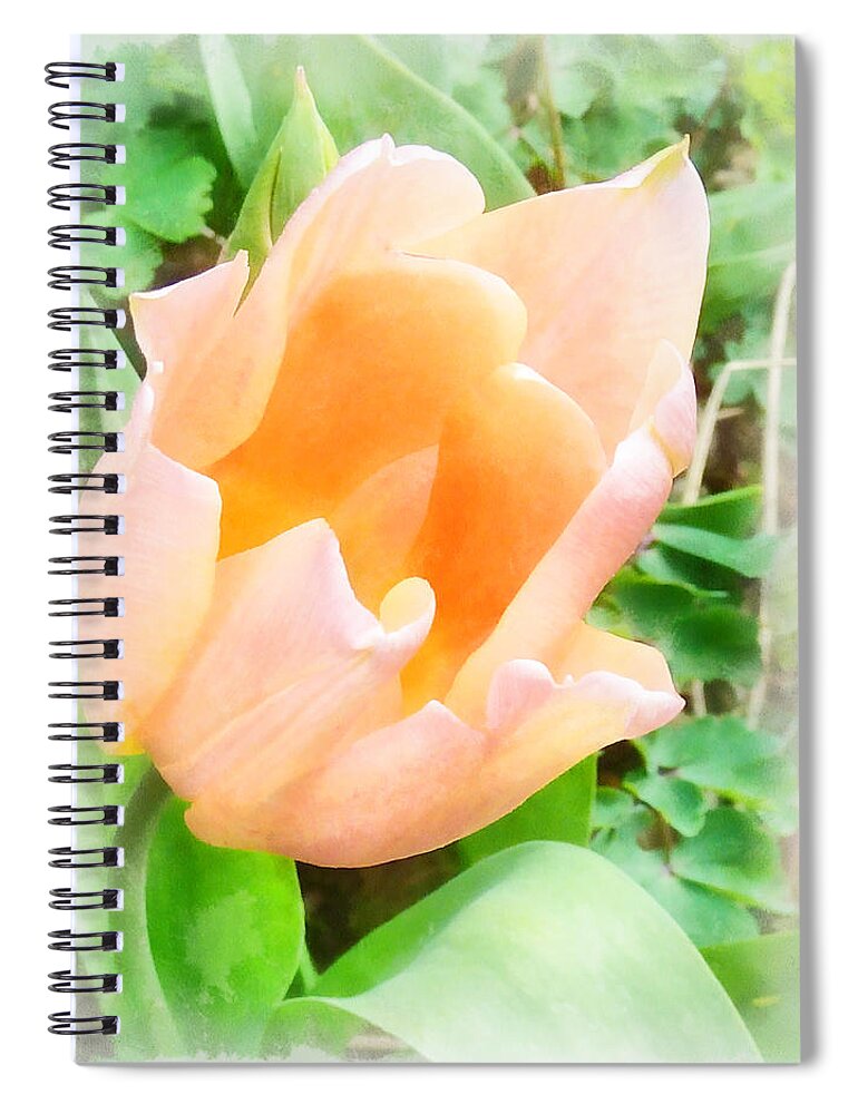 Flower Spiral Notebook featuring the photograph The Pale Orange Tulip by Steve Taylor