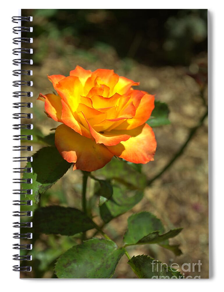 Plant Spiral Notebook featuring the photograph The Peace Rose by Donna Brown
