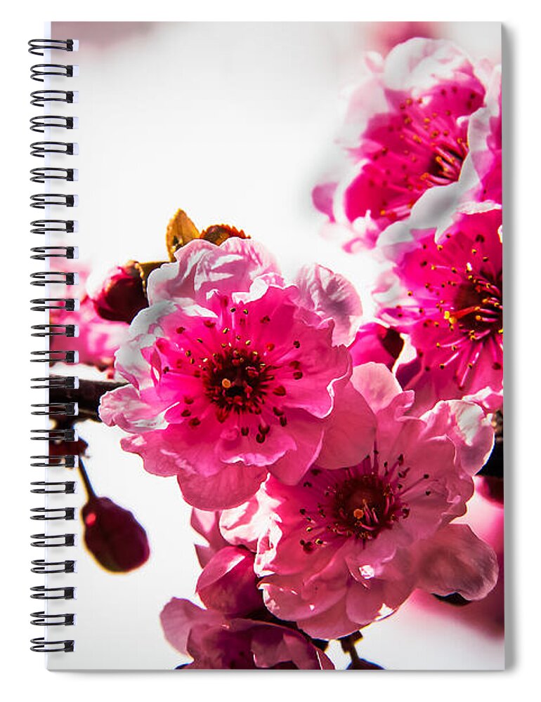 Flowering Trees Spiral Notebook featuring the photograph The Pink Flowering Tree by Robert Bales