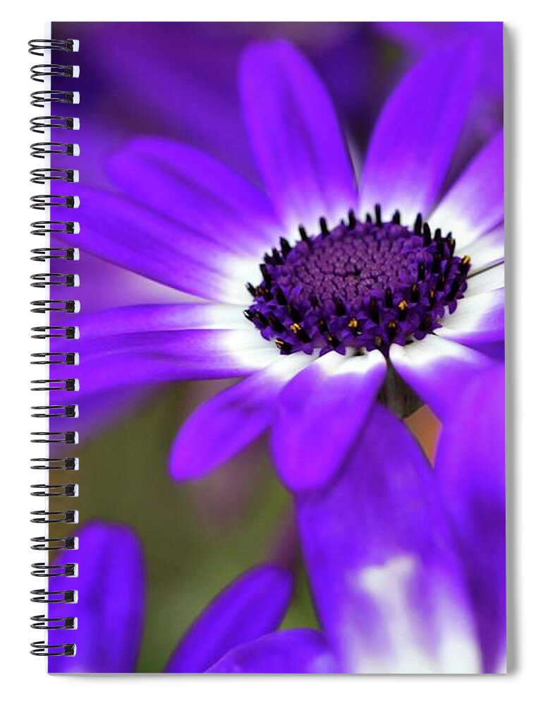 Flower Spiral Notebook featuring the photograph The Purple Daisy by Sabrina L Ryan