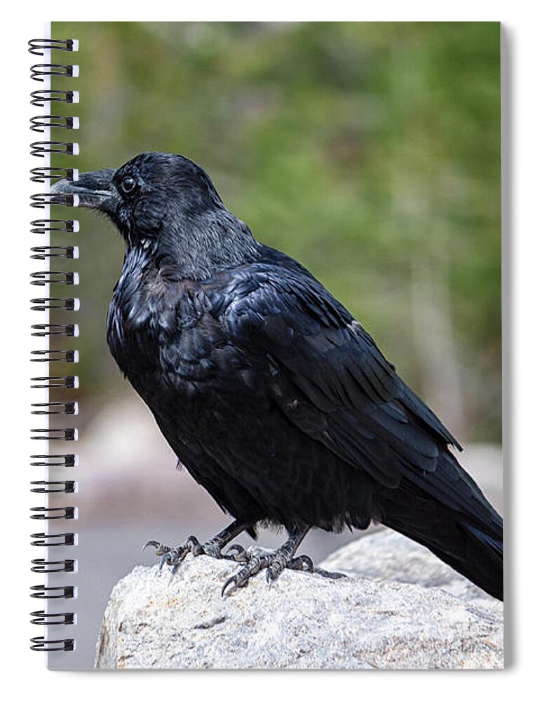 Wyoming Spiral Notebook featuring the photograph The Raven by Lars Lentz