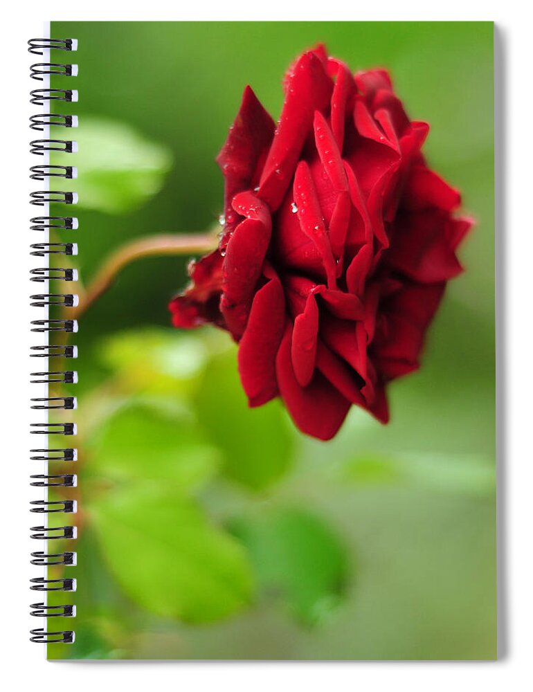 Red Spiral Notebook featuring the photograph The Red Rose by Rebecca Sherman