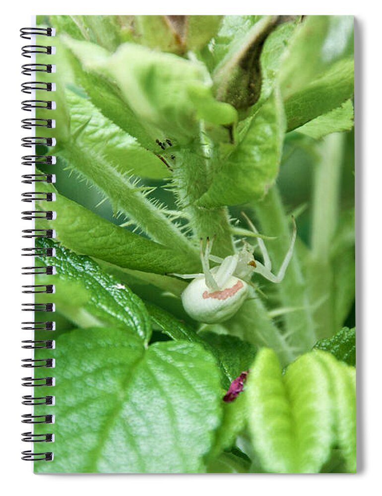 Goldenrod Crab Spider (misumena Vatia) Spiral Notebook featuring the photograph The Shy Goldenrod Crab Spider in the Beach Roses by Kristin Hatt