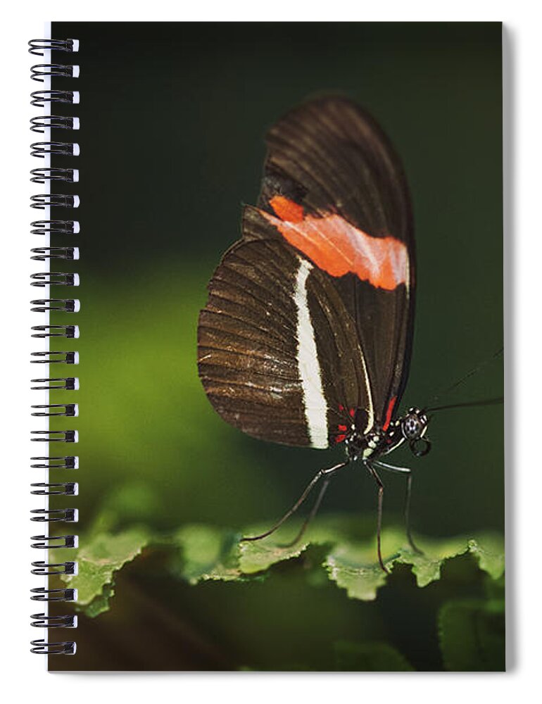 Postman Butterfly Spiral Notebook featuring the photograph The Simplicity of Nature by Saija Lehtonen