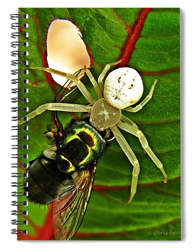 Spider Spiral Notebook featuring the photograph The Spider and the Fly by Chris Berry