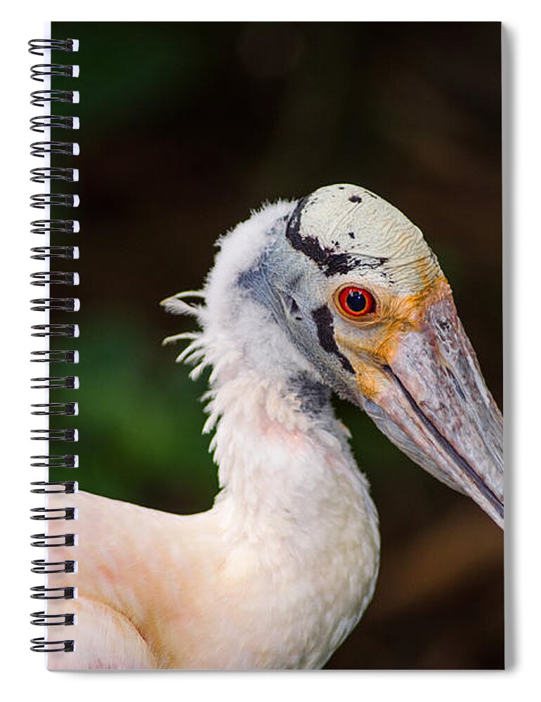 Michelle Meenawong Spiral Notebook featuring the photograph The Spoon Bird by Michelle Meenawong