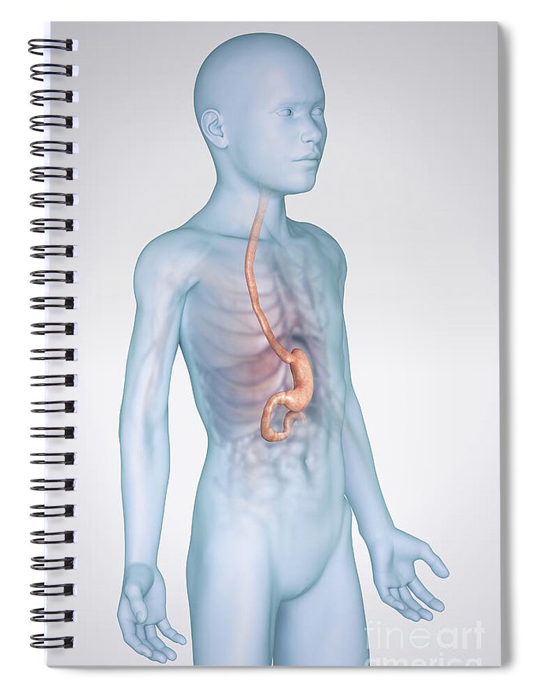 3d Visualisation Spiral Notebook featuring the photograph The Stomach Child by Science Picture Co