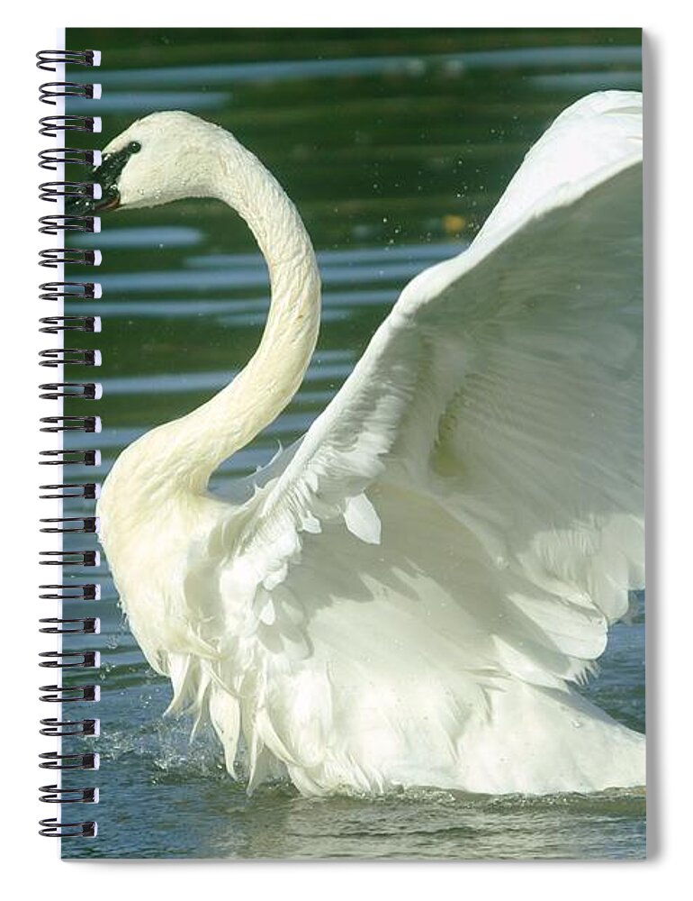 Swans Spiral Notebook featuring the photograph The Swan Rises by Jeff Swan