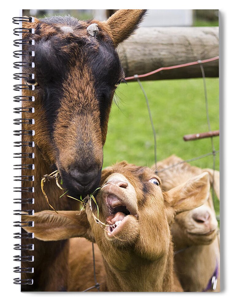 Goat Spiral Notebook featuring the photograph The Theft by Priya Ghose