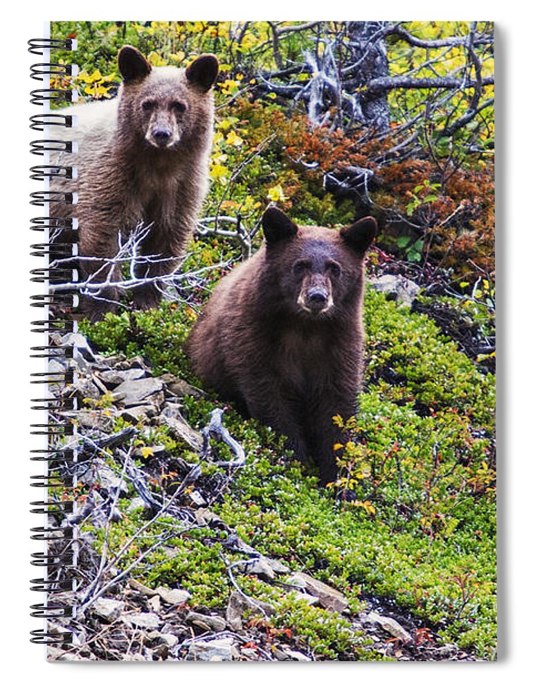 Glacier National Park Spiral Notebook featuring the photograph The Three Amigos by Mark Kiver