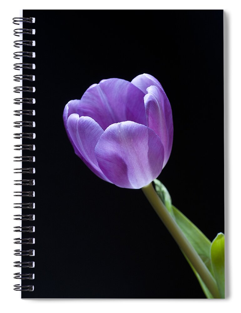 Floral Spiral Notebook featuring the photograph The Tulip is a Courtly Queen by Christi Kraft