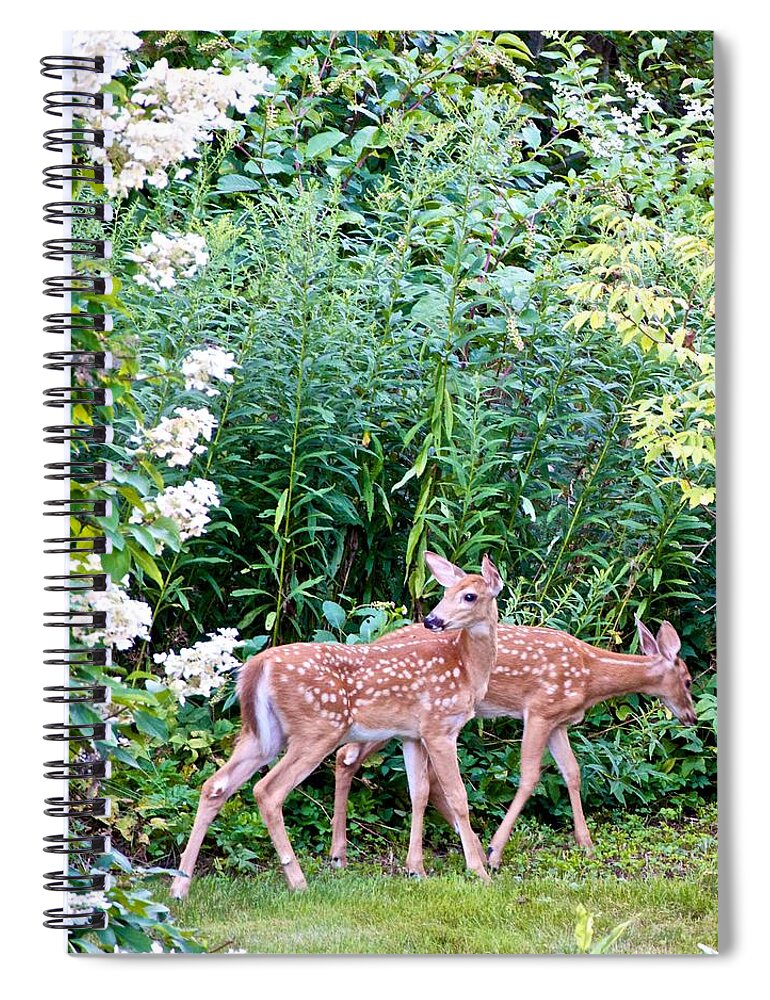 Fawns Spiral Notebook featuring the photograph The Twin Fawns on the Move by Kristin Hatt