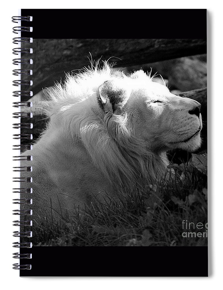 Marcia Lee Jones Spiral Notebook featuring the photograph The White King by Marcia Lee Jones