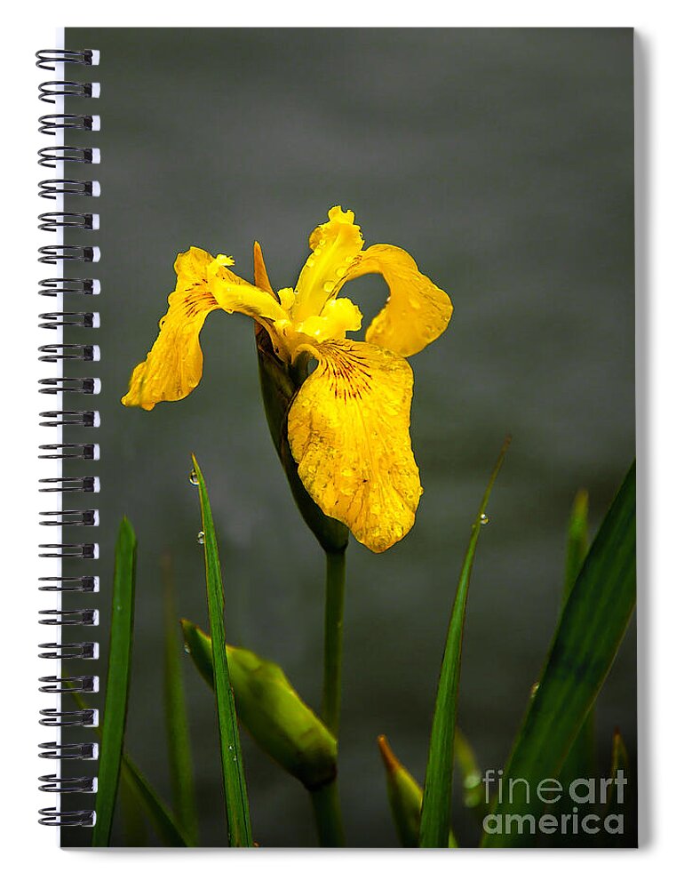 Iris Spiral Notebook featuring the photograph The Yellow One by Robert Bales