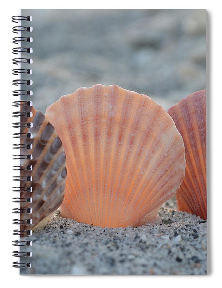 Seashells Spiral Notebook featuring the photograph There Comes A Time... by Melanie Moraga
