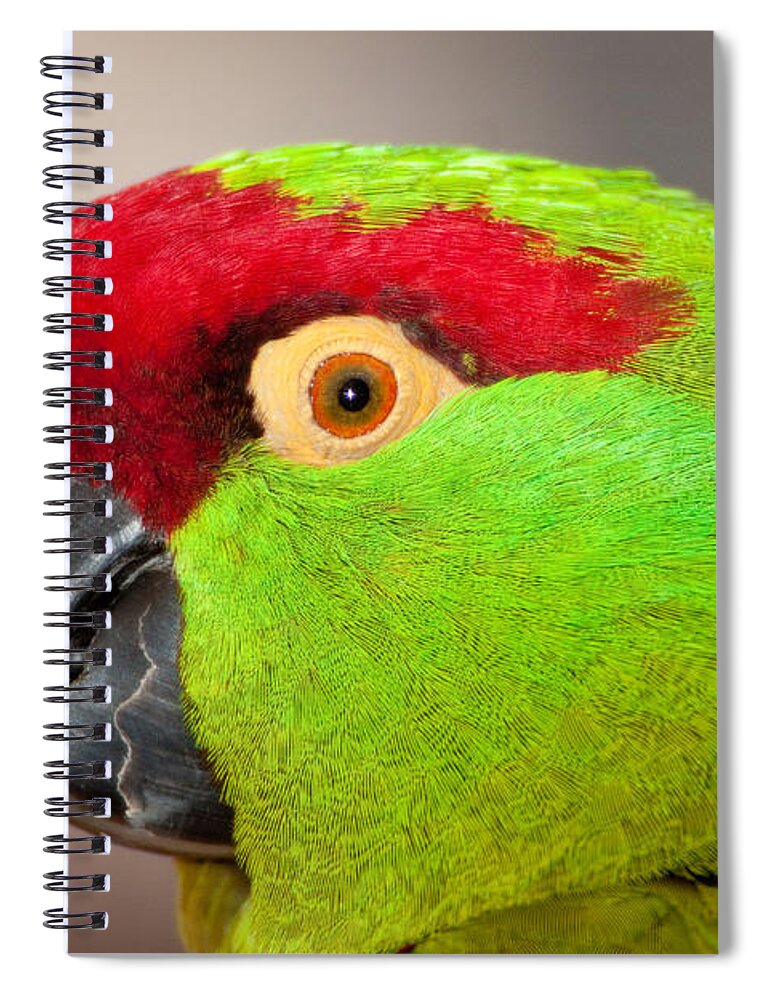 Thick-billed Parrot Spiral Notebook featuring the photograph Thick-billed Parrot by CK Lorenz