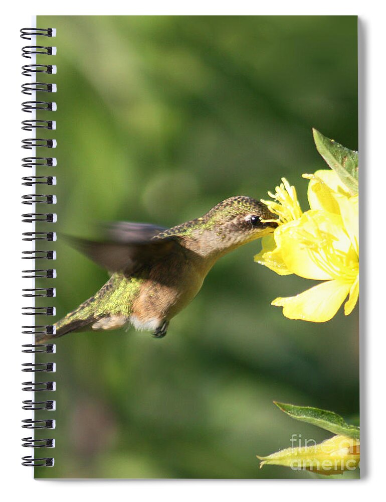 Hummingbird Spiral Notebook featuring the photograph Thirsty Little Hummingbird by Anita Oakley