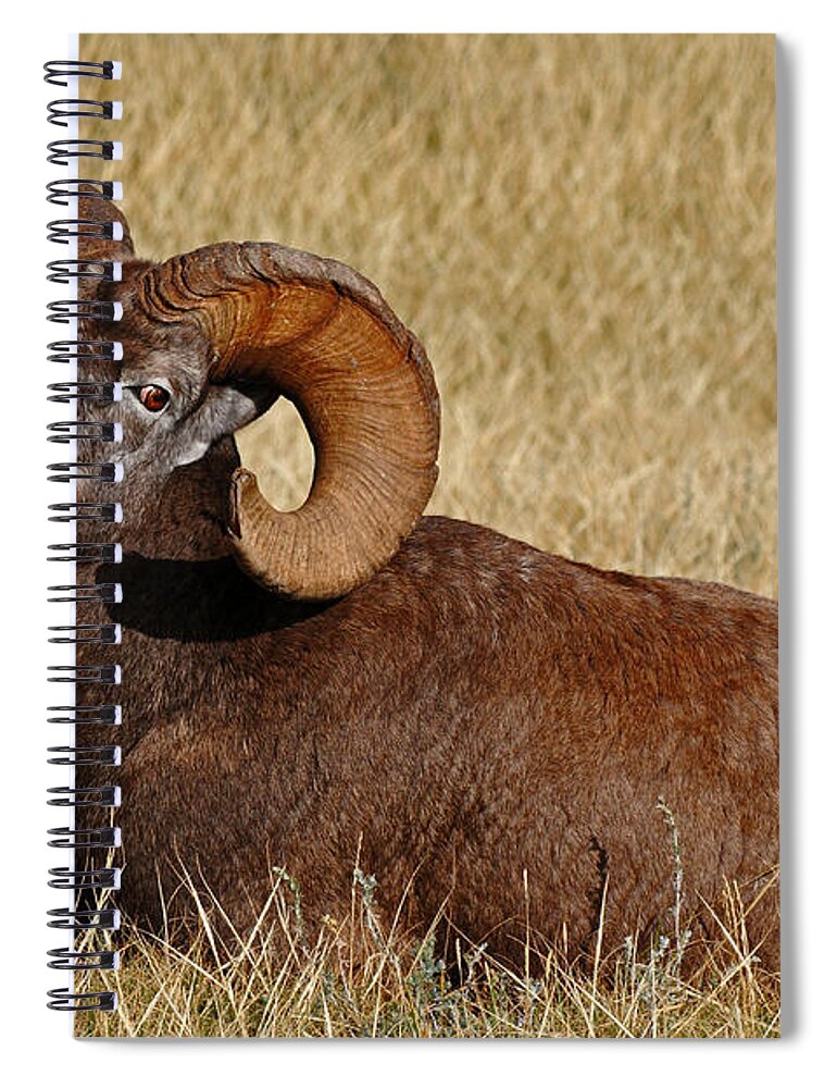 Wildlife Spiral Notebook featuring the photograph This is My Space by Vivian Christopher
