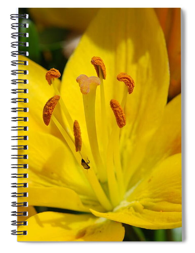 Lilly Spiral Notebook featuring the photograph This Lilly is for Joyce by Kathy Paynter