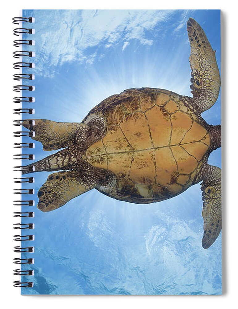 Blue Spiral Notebook featuring the photograph This Male Green Sea Turtle Chelonia by Dave Fleetham