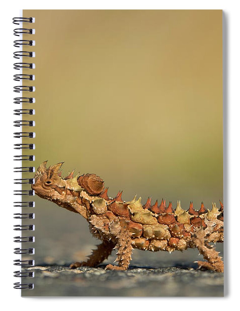 00462582 Spiral Notebook featuring the photograph Thorny Devil Displaying by Yva Momatiuk John Eastcott