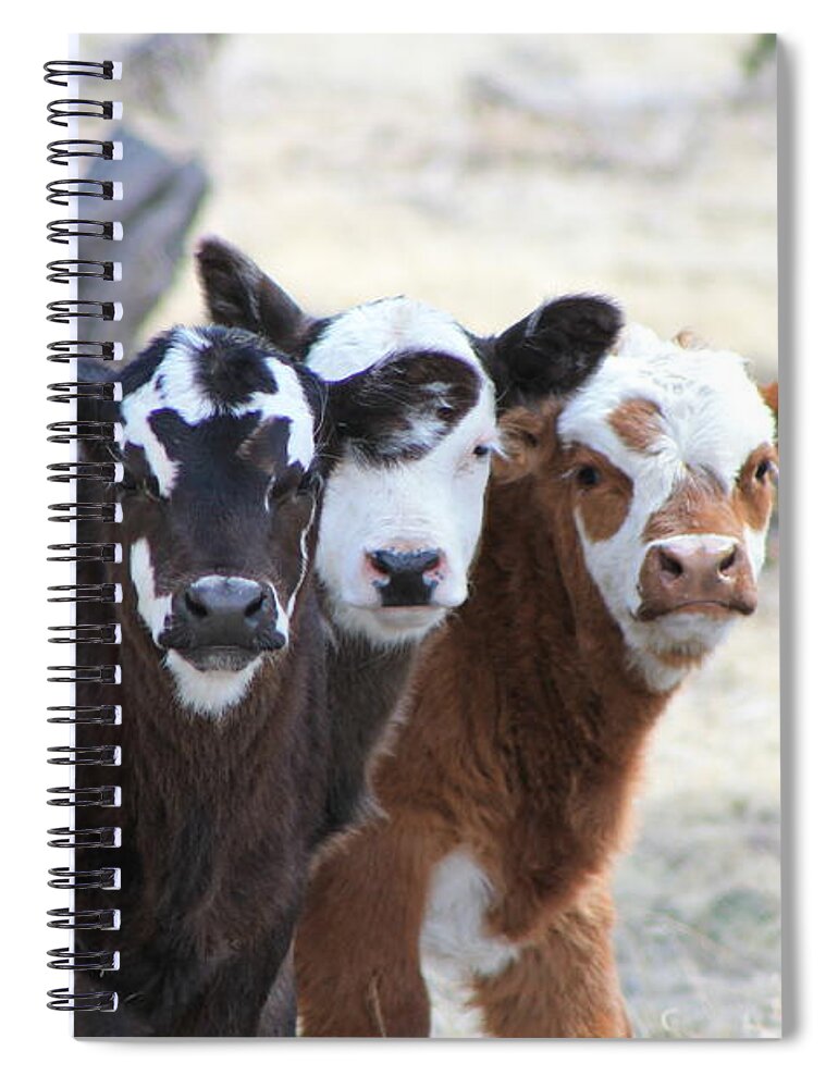 Three Amigos Spiral Notebook featuring the photograph Three Amigos 1 by Pamela Walrath