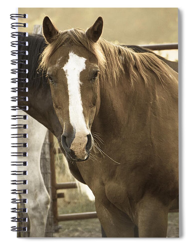 Made In America Spiral Notebook featuring the photograph Three Amigos by Steven Bateson