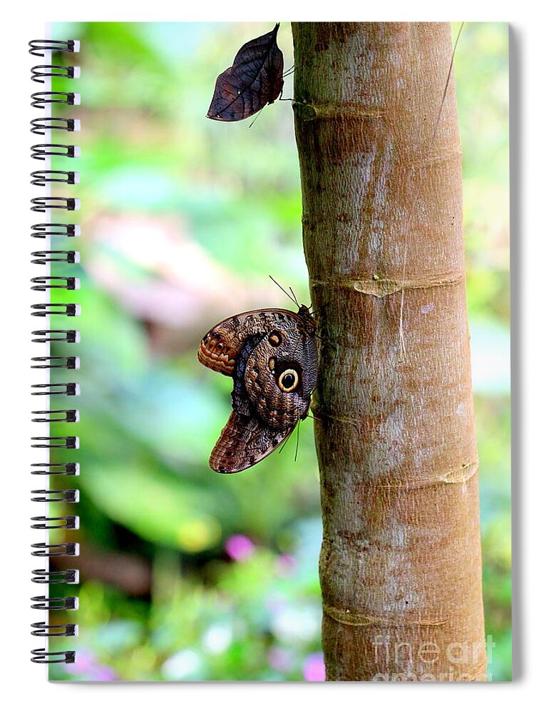 Caligo Spiral Notebook featuring the photograph Three Butterflies 2 Caligo Atreus 1 Dead Leaf Butterfly by Amanda Mohler