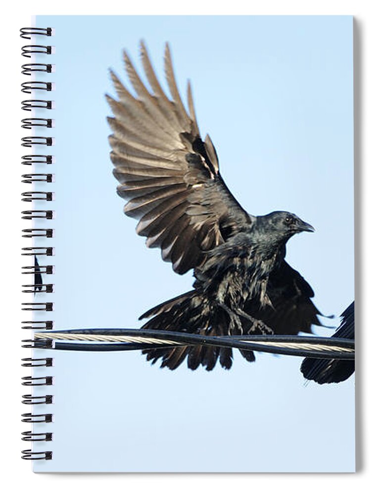 Crow Spiral Notebook featuring the photograph Three Crows on a Wire. by Bradford Martin