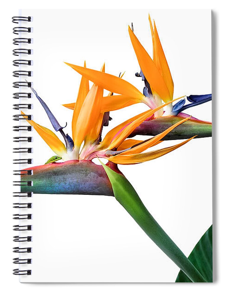 Floral Spiral Notebook featuring the photograph Three Heads Are Better Than One by Denise Bird