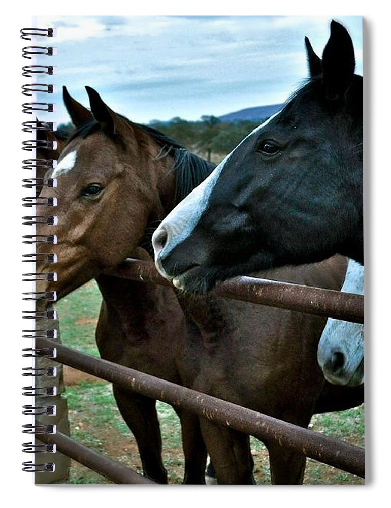 Wester Puzzle Spiral Notebook featuring the photograph Three Horses Waiting for Carrots by Kristina Deane